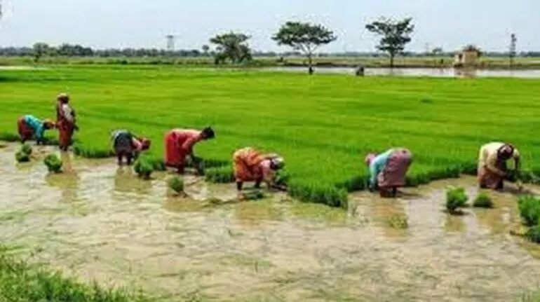 1230255-farmerkisan09dfb-770x430.webp.webp