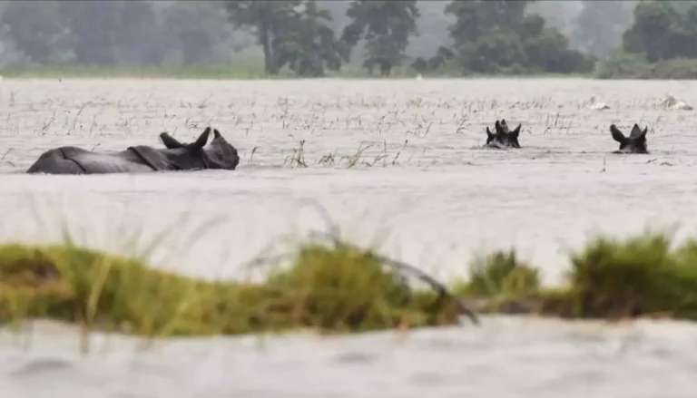 1233849-kaziranga-national-park-floods.webp.webp