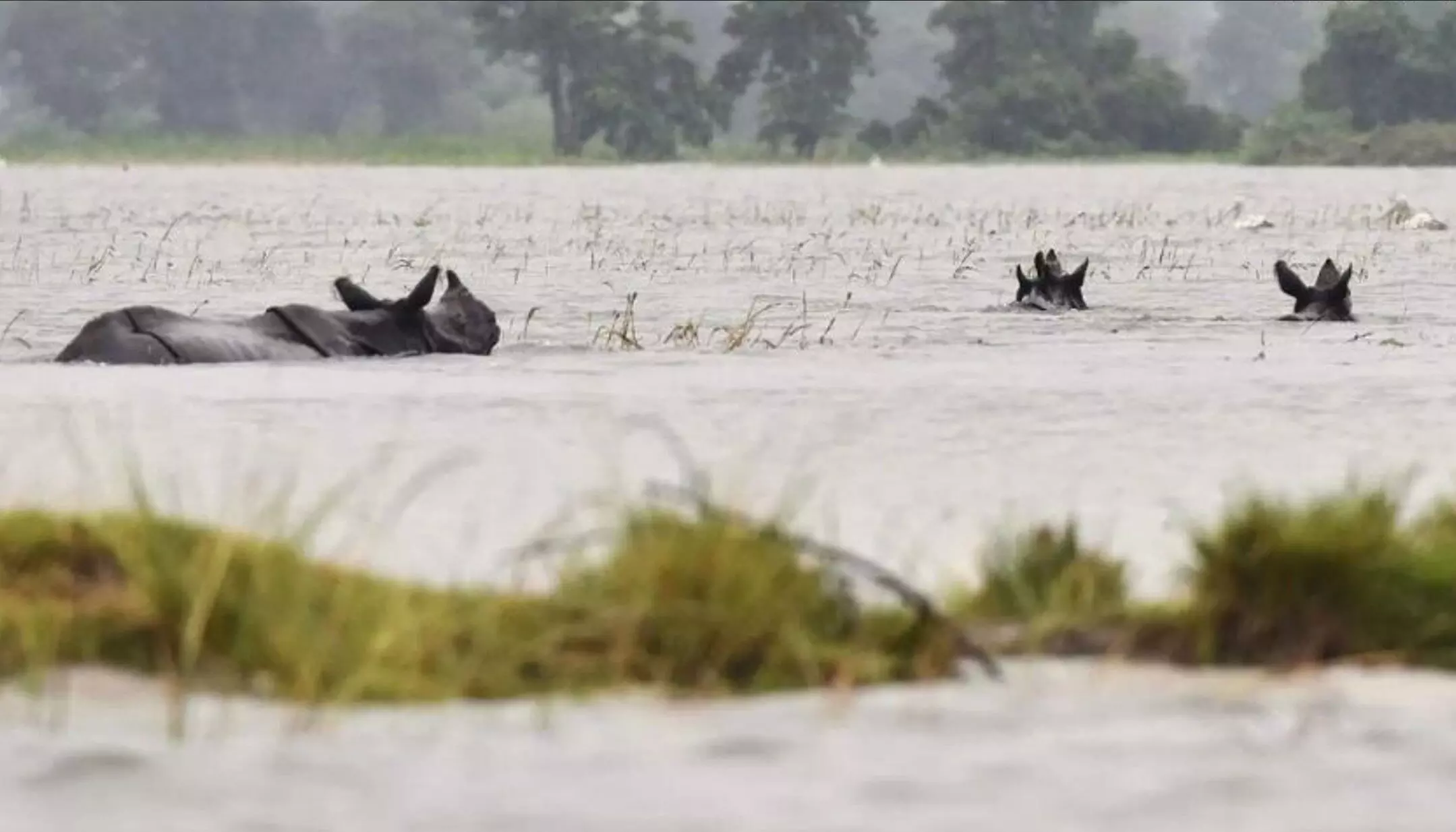 1233849-kaziranga-national-park-floods.webp.webp